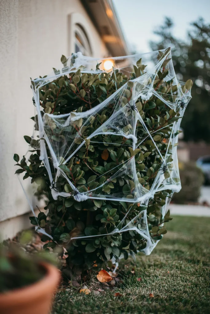 Cobweb-Covered Shrubs