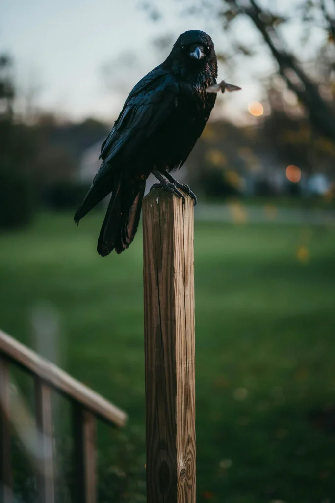 Raven Perched on Porch Post